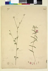 Pagina 207. Actinotus minor; 208. Boronia paradoxa